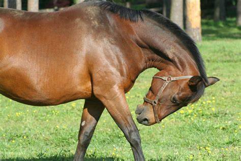 آلرژی به اسب چیست؟ تشخیص و درمان آن